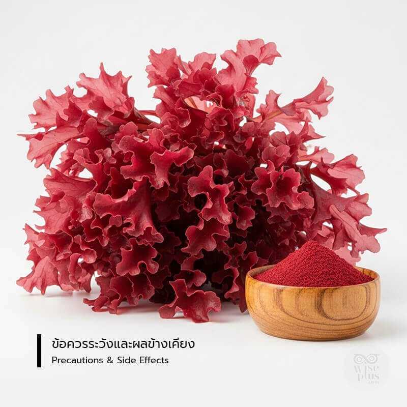 สิ่งที่ต้องระวัง รวมถึงผลข้างเคียงเมื่อใช้ สาหร่ายแดง