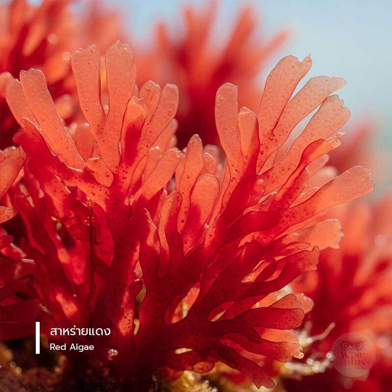 สาหร่ายแดงคืออะไร
