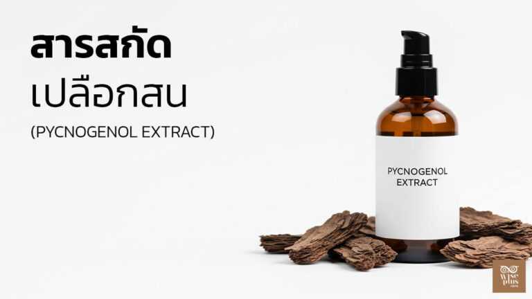 สารสกัดเปลือกสน Pycnogenol เพื่อผิวกระชับชุ่มชื้น