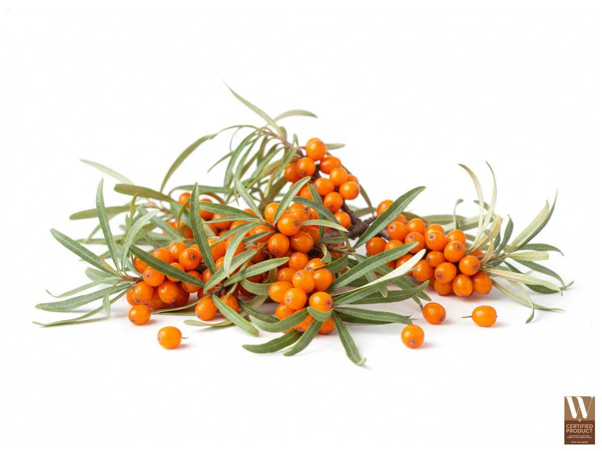 ข้อมูลพื้นฐานของสารสกัดซีบัคธอร์นและคุณสมบัติสำคัญต่อผิว