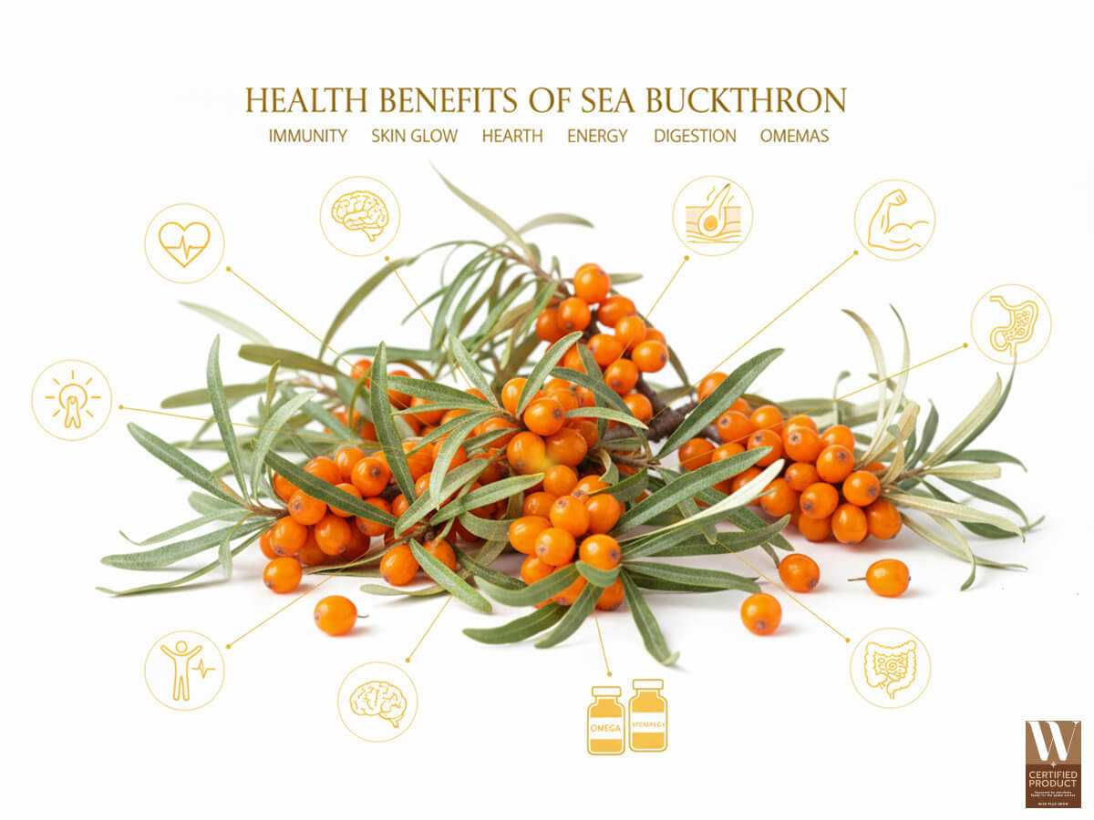 ประโยชน์ของซีบัคธอร์นต่อสุขภาพและการบำรุงร่างกาย