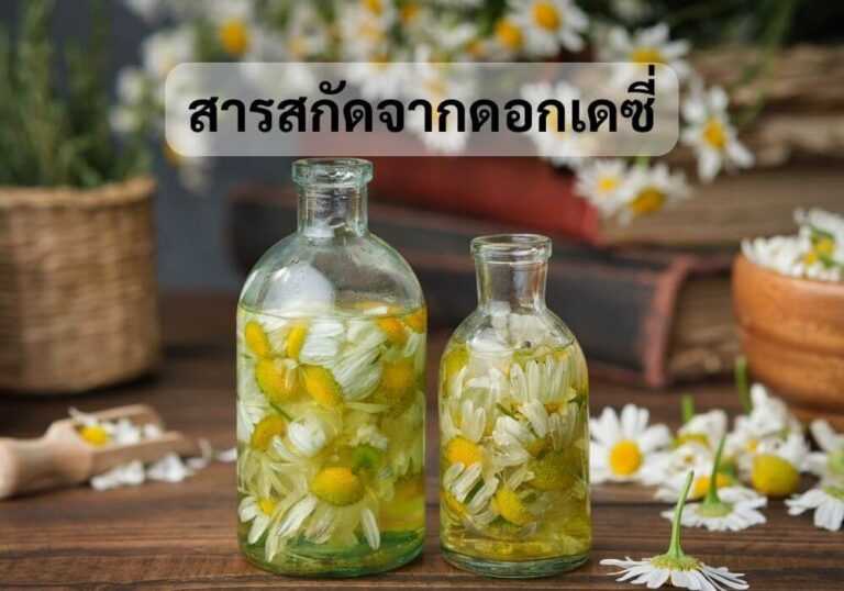 สารสกัดจากดอกเดซี่