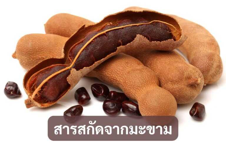 สารสกัดจากมะขาม