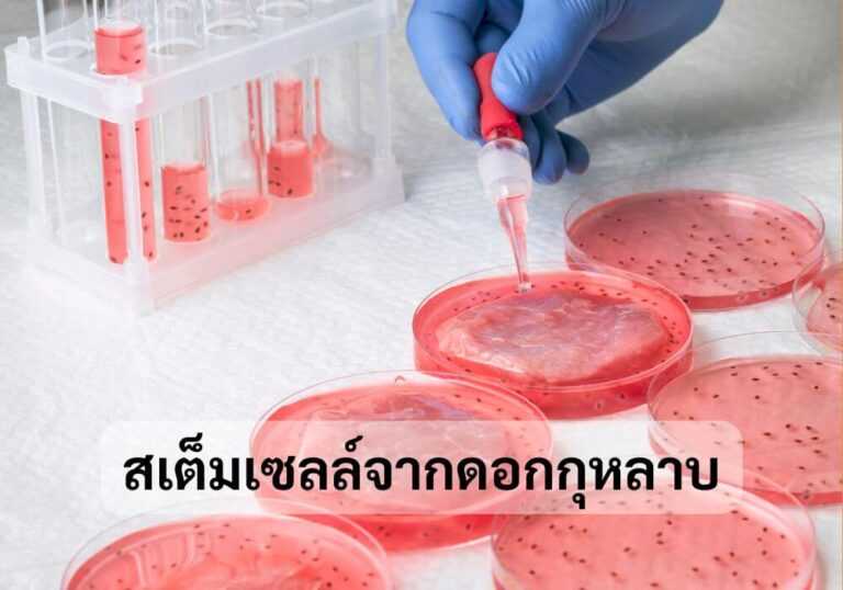 สเต็มเซลล์จากดอกกุหลาบ