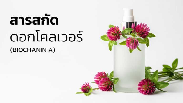 สารสกัดดอกโคลเวอร์แดงสำหรับควบคุมความมัน