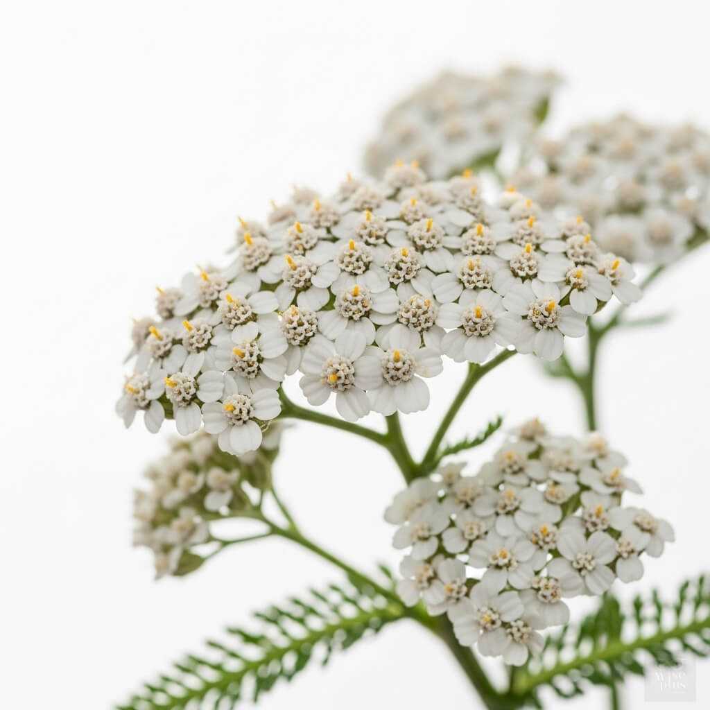 ดอกยาร์โรว์สำหรับสารสกัดบำรุงผิวและลดริ้วรอย