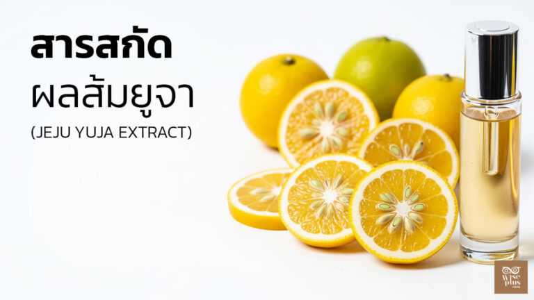สารสกัดยูจาเกาะเชจูเพื่อผิวกระจ่างใส
