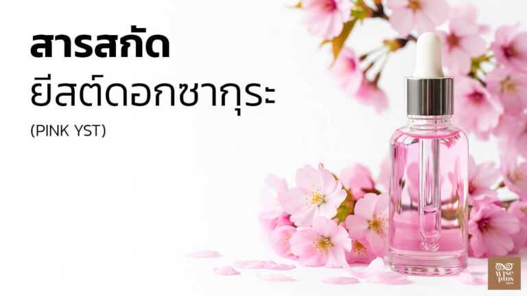 สารสกัดยีสต์ดอกซากุระบำรุงผิวชุ่มชื้นอิ่มฟูเผยผิวใส