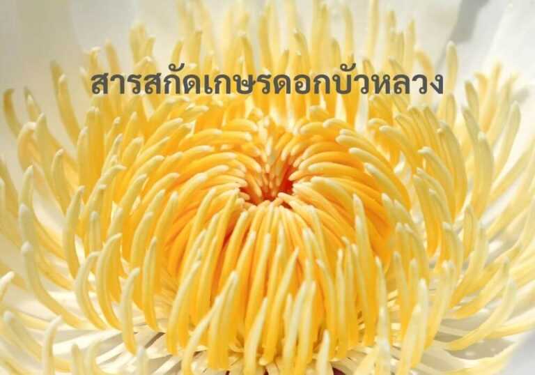 สารสกัดเกษรดอกบัวหลวง