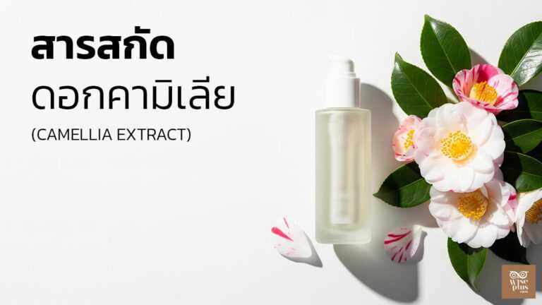 สารสกัดดอกคามิเลียเพื่อผิวชุ่มชื้นและแข็งแรง