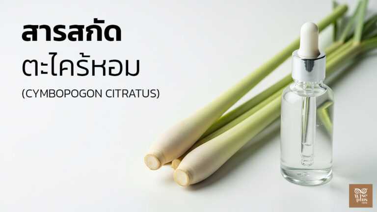สารสกัดตะไคร้หอมเพื่อผิวสมดุลและคุมมัน