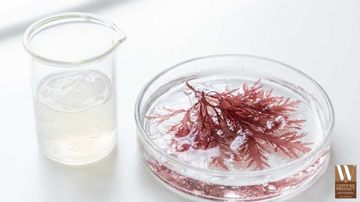 red-algae-extract-for-detox-soap