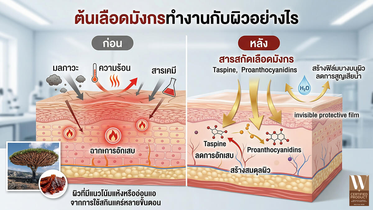 กลไกการทำงานของสารสกัดต้นเลือดมังกรต่อผิวหนัง