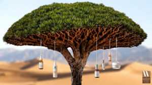 สารสกัดต้นเลือดมังกรในสกินแคร์ คุณสมบัติและการใช้งานในสูตรผลิตภัณฑ์