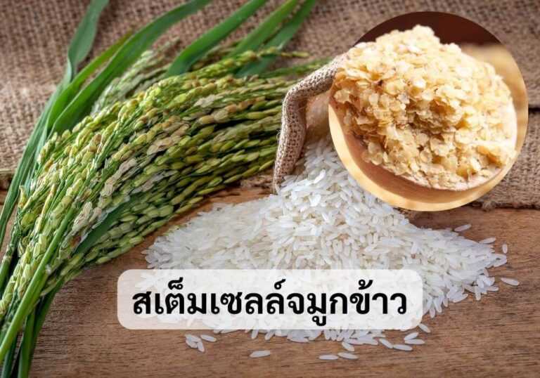 สเต็มเซลล์จมูกข้าว