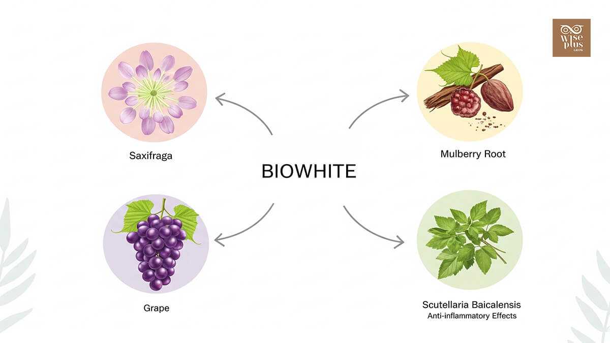 กลไกการทำงานของสารสกัดจากพืชใน BIOWHITE