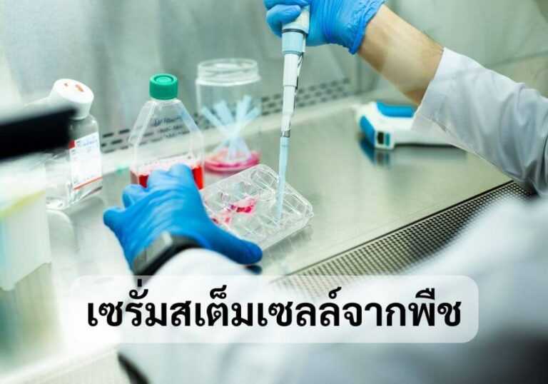 เซรั่มสเต็มเซลล์จากพืช