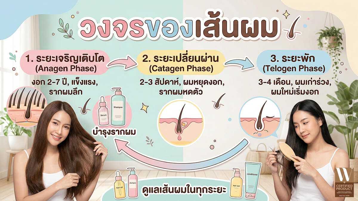 วงจรของเส้นผม ระยะเจริญเติบโตและพักตัว
