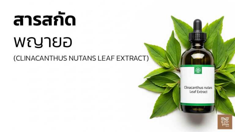 สารสกัดพญายอเพื่อปลอบผิวในอากาศร้อนชื้น