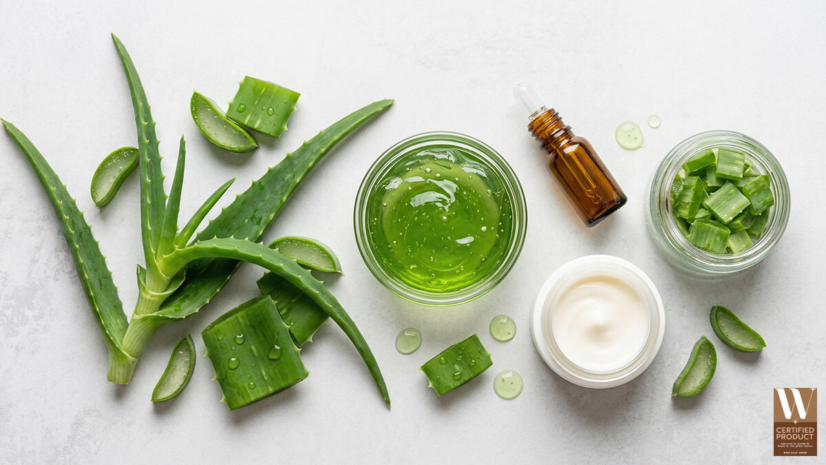 รูปแบบสารสกัดว่านหางจระเข้ชนิดน้ำและผงสำหรับการพัฒนาสูตร