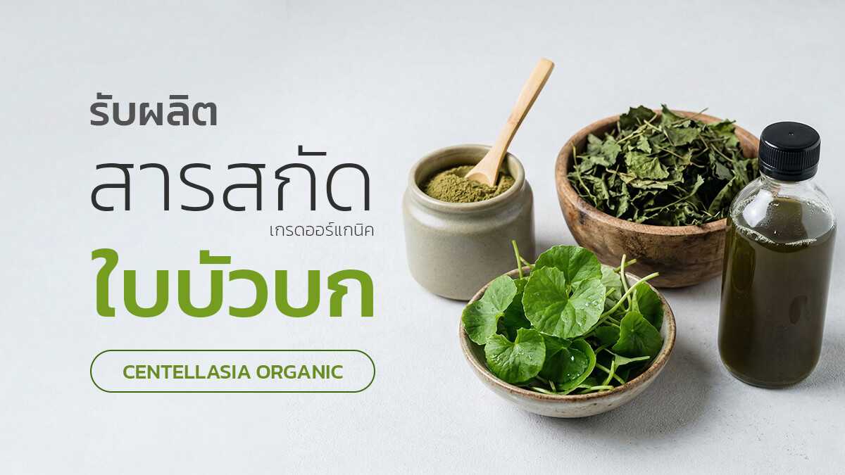 โรงงานผลิตสารสกัดใบบัวบกมาตรฐานสำหรับอุตสาหกรรมสกินแคร์