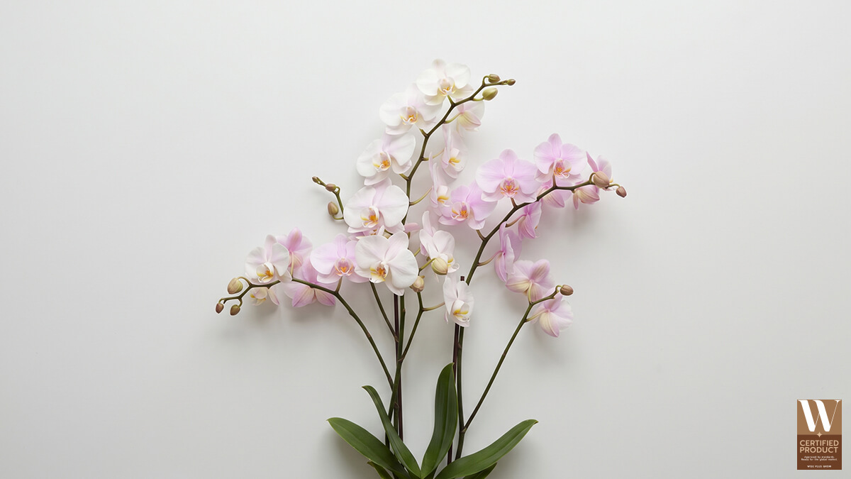 ชนิดพันธุ์กล้วยไม้ที่ใช้พัฒนาเป็นสารสกัดสำหรับสกินแคร์